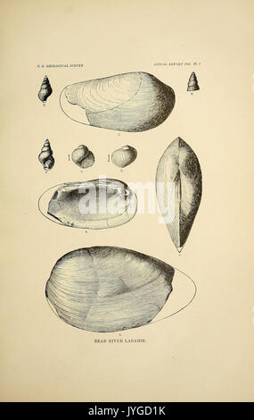 Un examen de la partie non combustibles marins Mollusques d'Amérique du Nord (figure 7) (7096120545) Banque D'Images