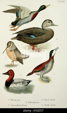 Un handbook of the birds of the United States and Canada (Pl. XVIII) (7030036033) Banque D'Images