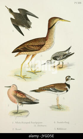 Un handbook of the birds of the United States and Canada (Pl. XIII) (6883934698) Banque D'Images