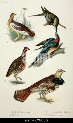 Un handbook of the birds of the United States and Canada (Pl. XI) (6883933958) Banque D'Images