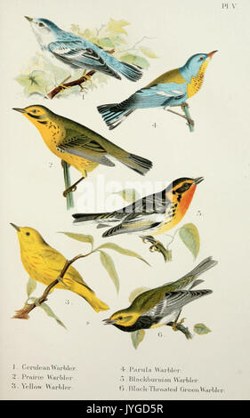 Un handbook of the birds of the United States and Canada (Pl. V) (7030031143) Banque D'Images