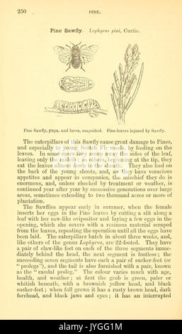 Un manuel d'insectes nuisibles avec les méthodes de prévention et de réparation pour leurs attaques aux cultures vivrières, les arbres forestiers, et des fruits (page 250) BHL9999851 Banque D'Images