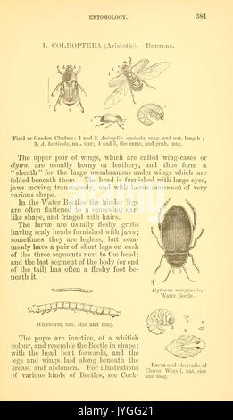 Un manuel d'insectes nuisibles avec les méthodes de prévention et de réparation pour leurs attaques aux cultures vivrières, les arbres forestiers, et des fruits (page 381) BHL9999982 Banque D'Images