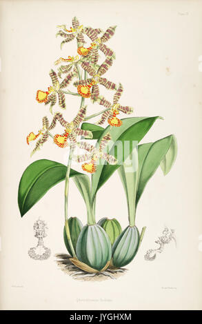 Une monographie de l'Odontoglossum par James Bateman (Planche IV) BHL270129 Banque D'Images