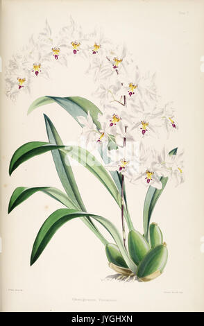 Une monographie de l'Odontoglossum par James Bateman (Planche V) BHL270135 Banque D'Images