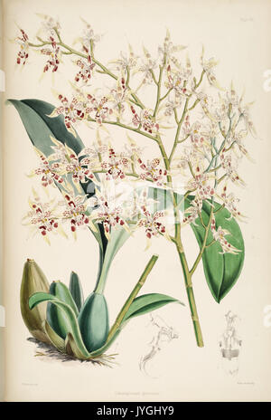 Cette plaque tirée de la monographie de James Bateman sur Odontoglossum met en valeur les détails complexes du genre orchidée, soulignant les structures florales uniques de l'espèce et ses caractéristiques distinctives. Le travail de Bateman est essentiel dans l'étude de la taxonomie et de la culture des orchidées. Banque D'Images