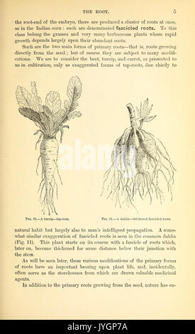 Un manuel de la botanique médicale d'Amérique du Nord BHL40152127 Banque D'Images