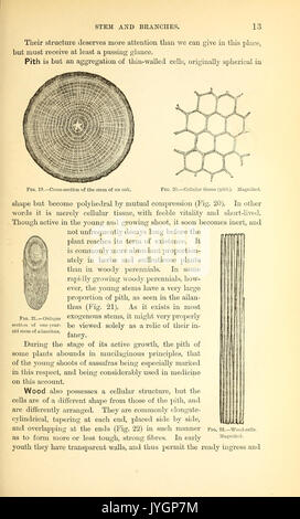 Un manuel de la botanique médicale d'Amérique du Nord BHL40152119 Banque D'Images