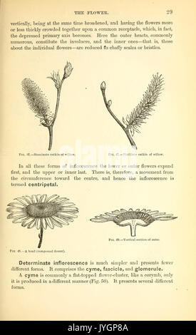 Un manuel de la botanique médicale d'Amérique du Nord BHL40152099 Banque D'Images