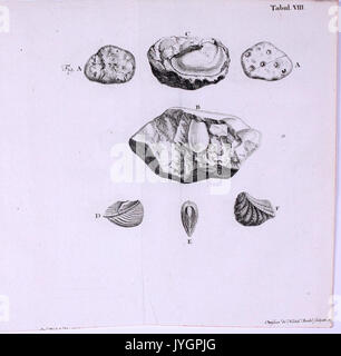 Acta Helvetica Anatomico Botanico Medica Physico Mathematico BHL10405377 Banque D'Images