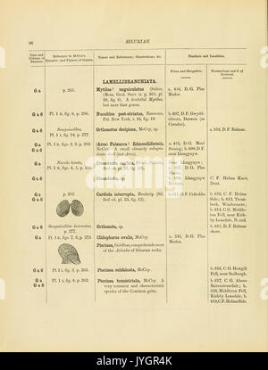 Un catalogue de la collection de fossiles du Cambrien et du Silurien contenues dans le Musée géologique de l'Université de Cambridge (page 96) BHL13770124 Banque D'Images