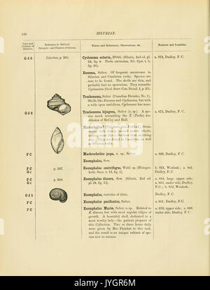 Un catalogue de la collection de fossiles du Cambrien et du Silurien contenues dans le Musée géologique de l'Université de Cambridge (page 156) BHL13770184 Banque D'Images