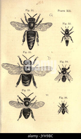 Un traité pratique sur la ruche et des abeilles BHL22706788 Banque D'Images