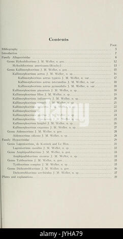Un groupe d'larviform crinoïdes de la baisse de la strate pennsylvanienne bassin intérieur BHL40542447 Banque D'Images