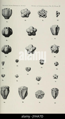 Un groupe d'larviform crinoïdes de la baisse de la strate pennsylvanienne bassin intérieur BHL40542412 Banque D'Images