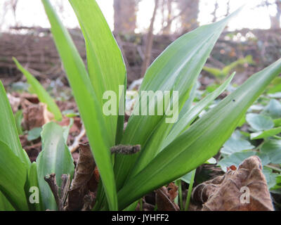 20160310Allium ursinum2 Banque D'Images