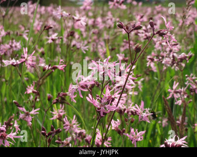20160517Lychnis flos cuculi2 Banque D'Images