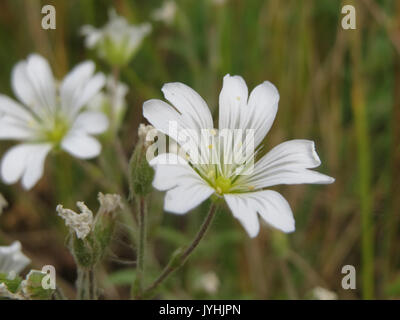 20160517Cerastium arvense1 Banque D'Images