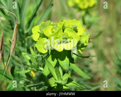 Euphorbia cyparissias2 20160623 Banque D'Images