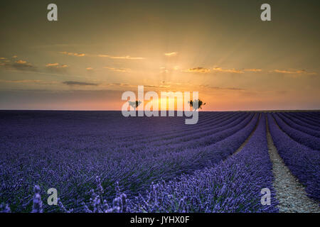 Raws lavande avec des arbres au coucher du soleil. Plateau de Valensole, Alpes de Haute Provence, Provence-Alpes-Côte d'Azur, France, Europe. Banque D'Images