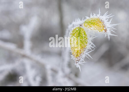 Près de feuille avec givre en Norvège Banque D'Images