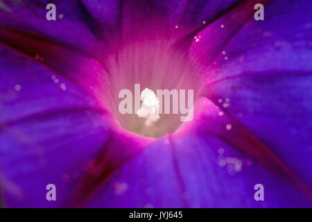 Étamines blanc lumineux en centre de Morning Glory fleur. Banque D'Images