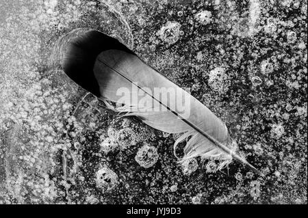 Mares gelées avec feuilles congelés dans la glace feuille de production de motifs et d'images abstraites,avec des Banque D'Images