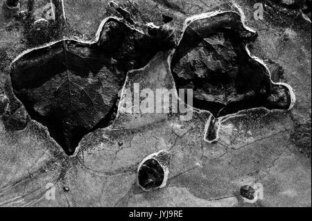 Mares gelées avec feuilles congelés dans la glace feuille de production de motifs et d'images abstraites Banque D'Images