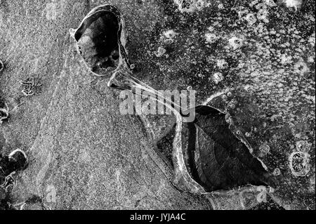 Mares gelées avec feuilles congelés dans la glace feuille de production de motifs et d'images abstraites, avec des feuilles Banque D'Images