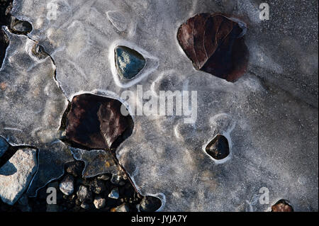 Mares gelées avec feuilles congelés dans la glace feuille de production de motifs et d'images abstraites, avec des feuilles Banque D'Images