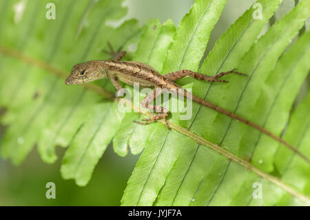 Cuban Brown Anole lizard. Anolis sagrei sur feuille de fougère Banque D'Images