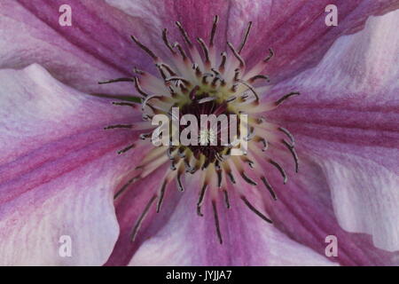 Close-up rose et violet clematis center Banque D'Images