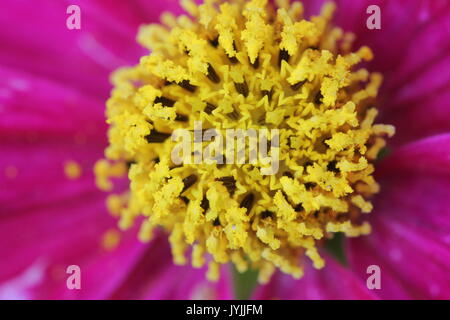 Centre de cosmos rose jaune fleur Banque D'Images