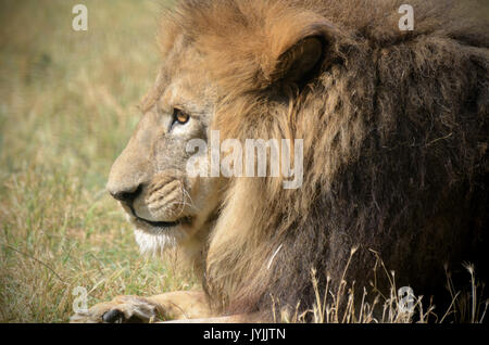Homme Lion reposant dans le zoo. Vieux lion sauvage potrait Banque D'Images