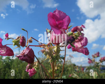 20160729Impatiens glandulifera3 Banque D'Images