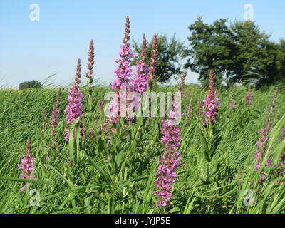 Lythrum salicaria, également connu sous le nom de loosestrife pourpre, est une plante à fleurs vivace que l'on trouve couramment dans les habitats des zones humides. Connue pour ses fleurs violettes vibrantes, elle est souvent étudiée pour son rôle écologique et son potentiel en tant qu’espèce envahissante. Banque D'Images