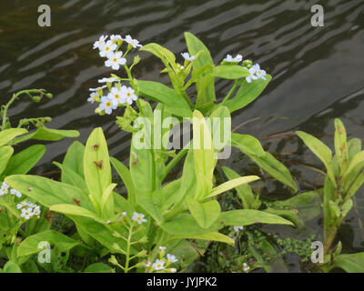 20160822Myosotis scorpioides1 Banque D'Images