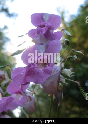 L'image montre la plante *Impatiens glandulifera*, également connue sous le nom de baume de l'Himalaya, une espèce connue pour ses fleurs roses vibrantes et sa nature envahissante. Banque D'Images
