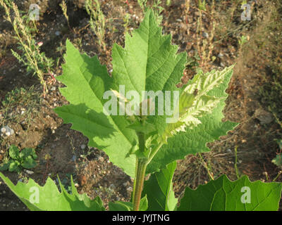 Platanus x hispanica, communément connu sous le nom de platane londonien, est une espèce d'arbre hybride largement plantée dans les zones urbaines pour sa tolérance à la pollution et sa croissance rapide. Ce spécimen particulier a été observé en 2016. Banque D'Images