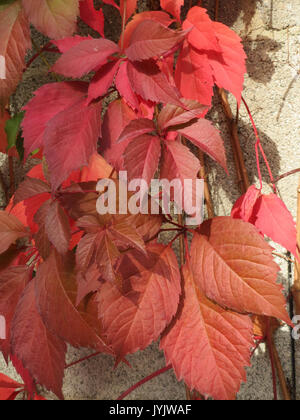 20160928Parthenocissus quinquefolia4 Banque D'Images