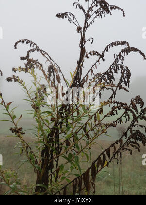 20161027Solidago canadensis6 Banque D'Images