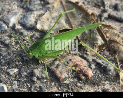 20161027Tettigonia viridissima2 Banque D'Images