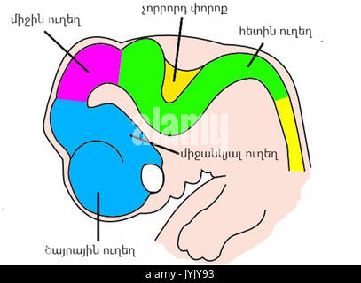 6 semaine du cerveau embryonnaire hy Banque D'Images