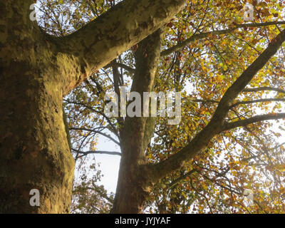 Cette image représente un Platanus x hispanica, communément appelé platane londonien. C’est une espèce hybride de platane, connue pour sa résilience et sa capacité à s’adapter aux environnements urbains, souvent utilisée dans les paysages urbains pour son ombre et sa valeur ornementale. Banque D'Images