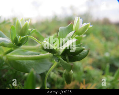 20161124Stellaria media2 Banque D'Images