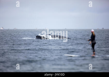 Une baleine à bosse près de surfaces une pagaie boarder sur la côte de Californie Banque D'Images