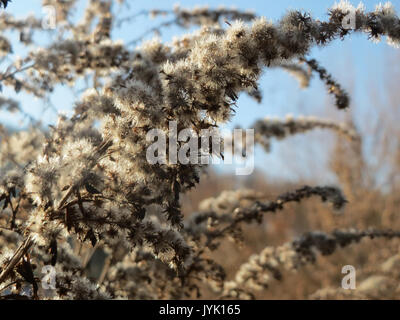 20161204Solidago canadensis2 Banque D'Images