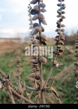 20161209Ambrosia artemisiifolia2 Banque D'Images