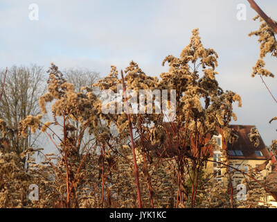 20161215Solidago canadensis1 Banque D'Images