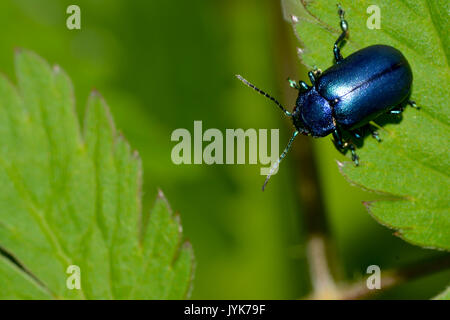 Beetle photographié dans Engleberg Suisse dans les Alpes Suisses dans une prairie alpine Banque D'Images